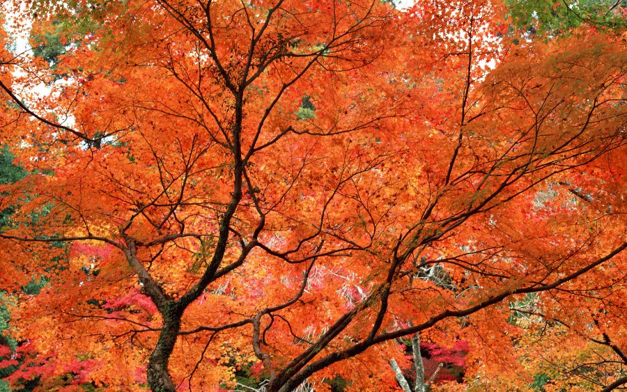 True Colors: Where to See the Best of Beijing&#039;s Fall Foliage