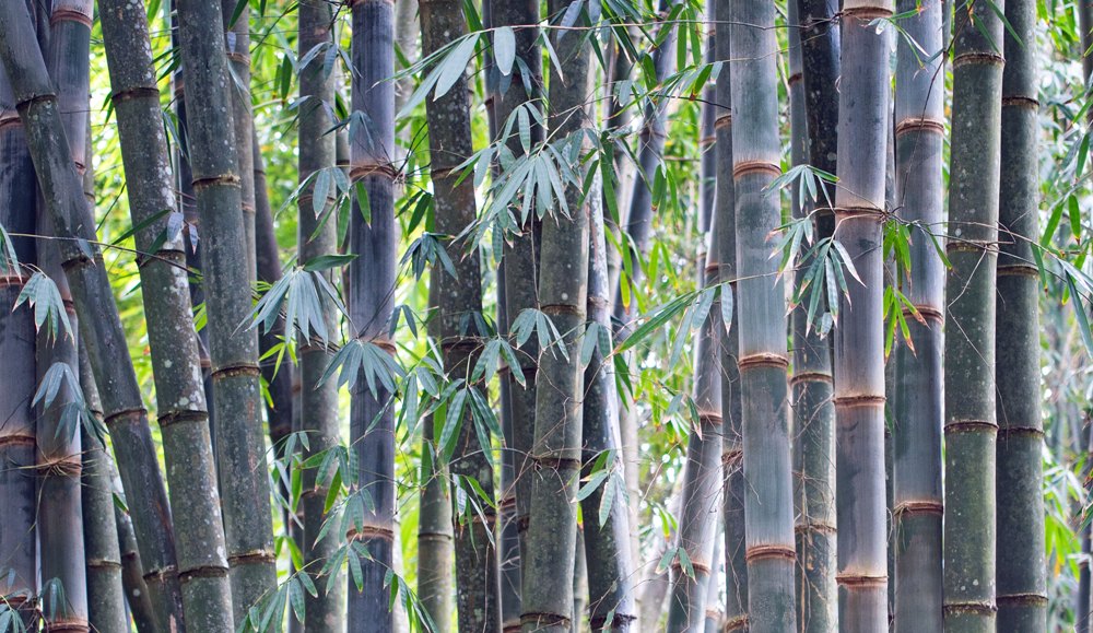 Eats Shoots, and Leaves: Two Beijing Women Busted After Uprooting Entire Bamboo Forest