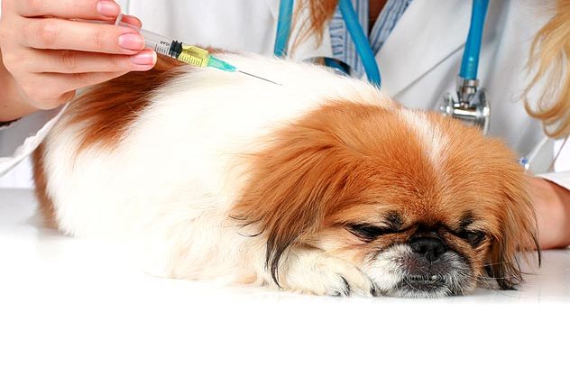 Vaccinating Your Pets to Protect the Community