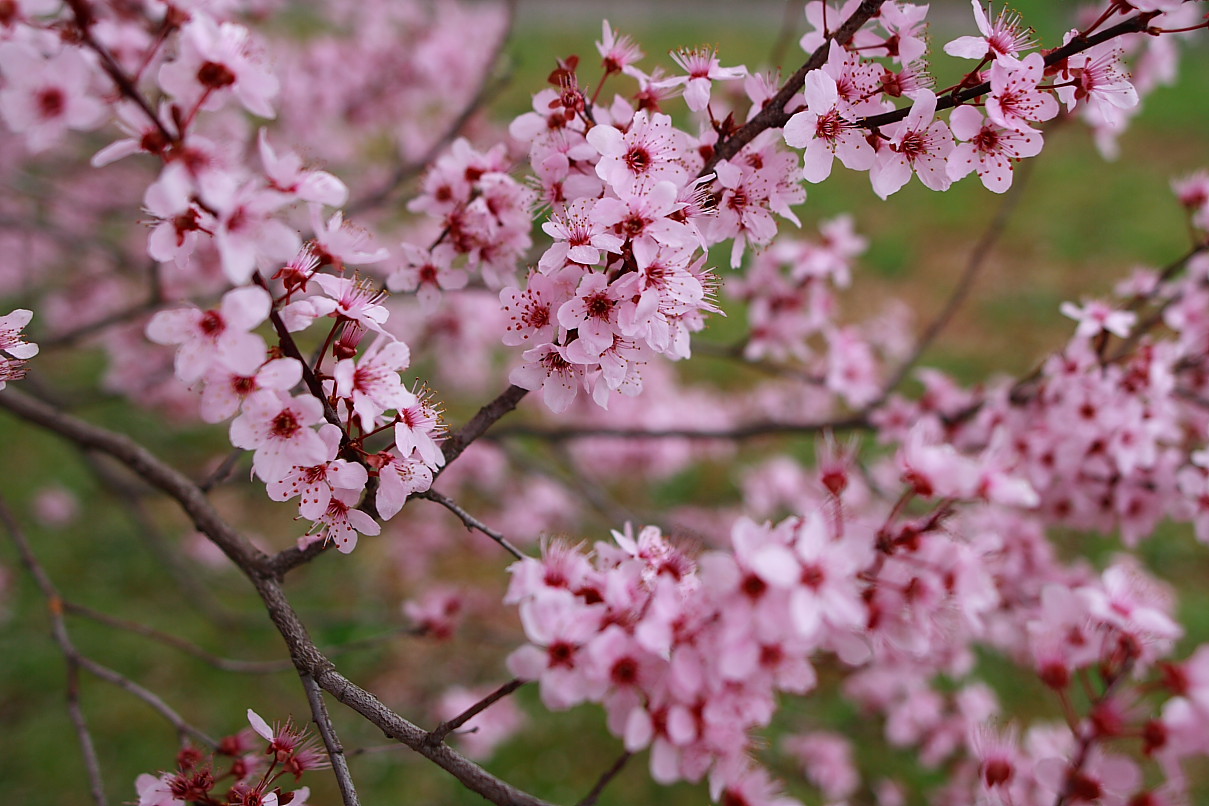 Early Bloomers - Eight of Beijing’s must-see spring flowers