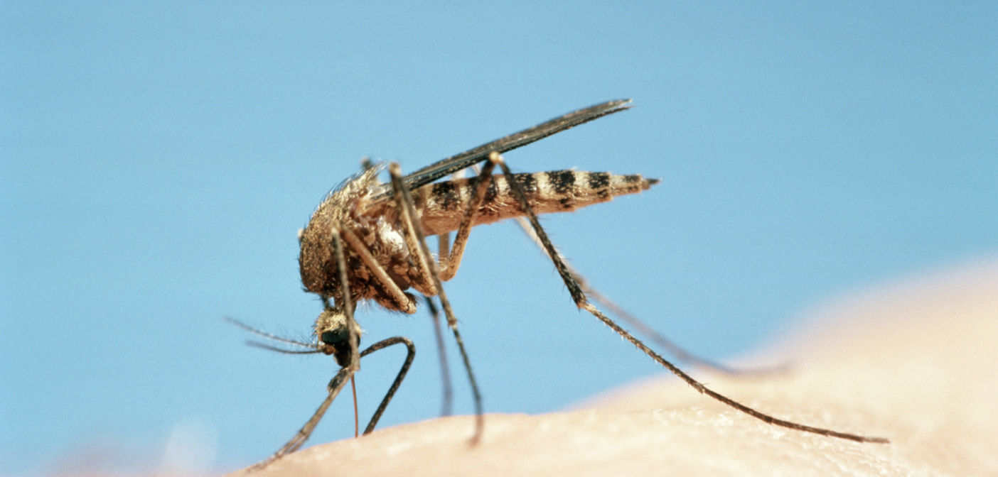 So Long, Sucker: Swatting the Myths About Mosquitoes in Beijing