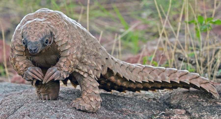 Beicology: Beijing Receives Good News From the Energy, Water, and Wildlife Sectors