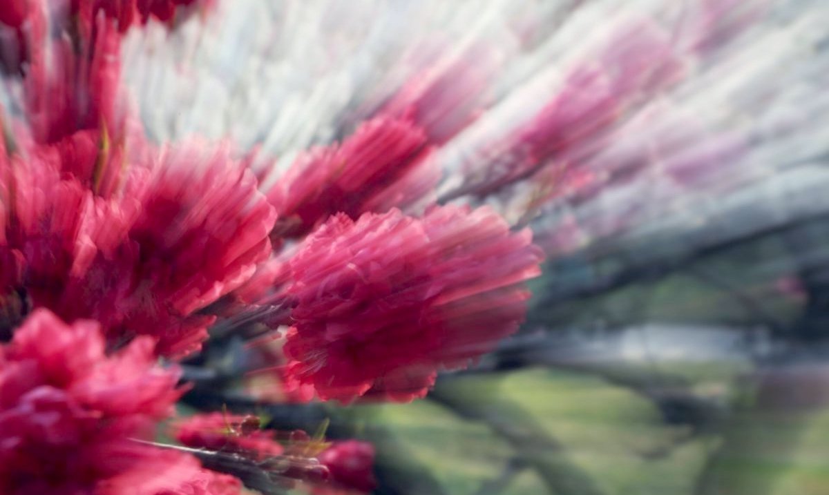 The Whisper of Spring: Chinese Idioms to Help Your Vocabulary Bloom