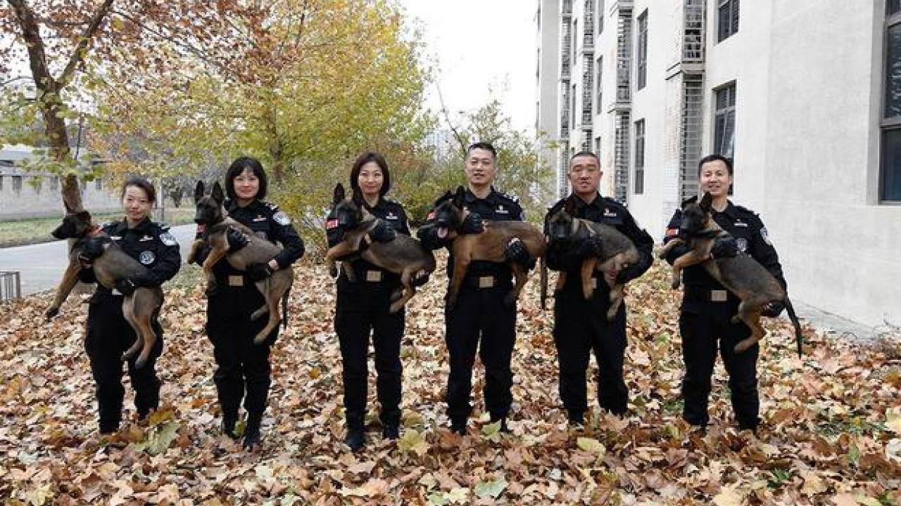 Who&#039;s a Good Clone? Six K-9 Copies Join Beijing&#039;s Police Force
