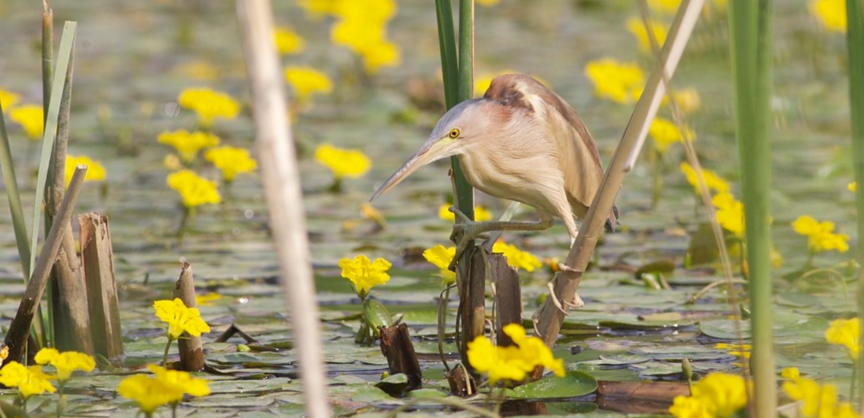 8 Good-Looking Birds to Spot in Beijing This Spring