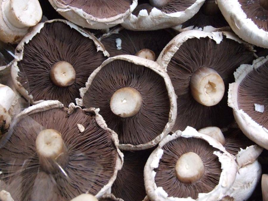 Magic Mushrooms: A Guide to Buying Mushrooms in Beijing