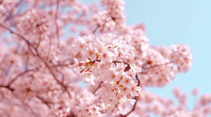 DP TGIF: Spring Traditions Party, Haunted Walking Tour, Tea Tasting, Freaks of Beijing Comedy Tour