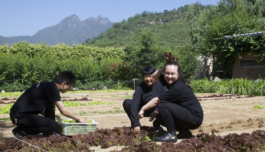 What is the Slow Food Movement and How Can You Get Involved in Beijing?