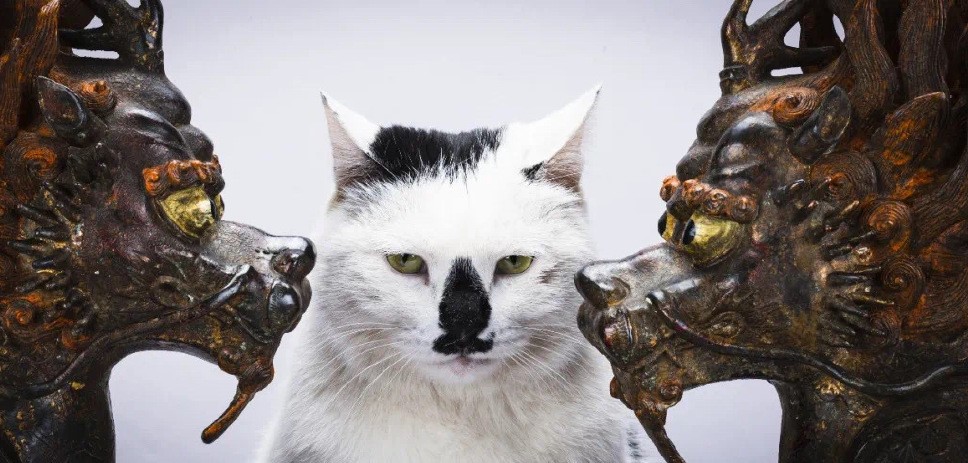 A Museum Opened by a Primary School Drop-Out Filled With Antiques and... Cats?