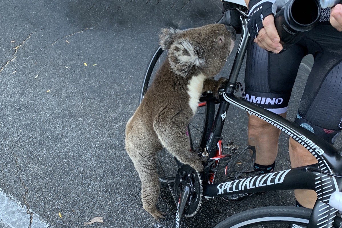 Koala bicycles 2025