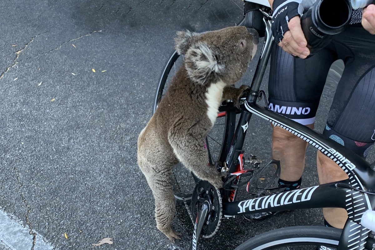 DP Holiday Huffing: Cycle 400k this Chinese New Year in Support of Australian Animal Life