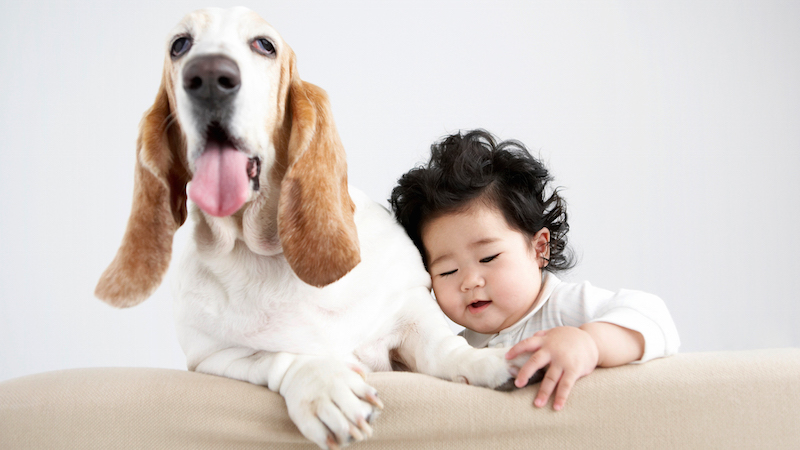 How To Introduce Your Dog To Your New Baby