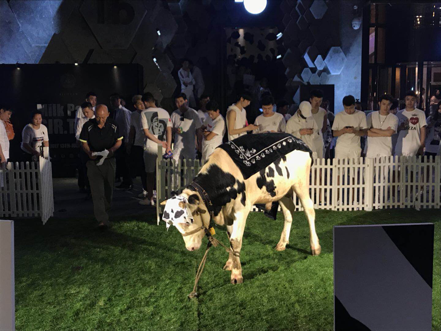 Beicology: Club Sir Teen’s Controversial Cow Display