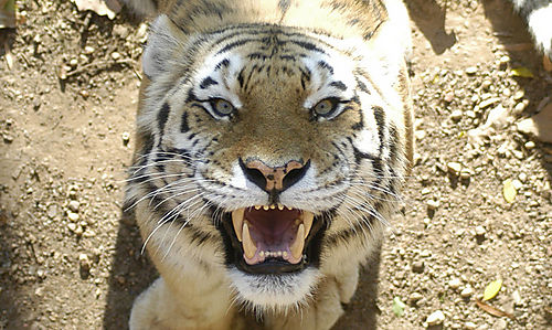 Tigers Maul One Woman Fatally, Injure Another, at Badaling WIldlife Park