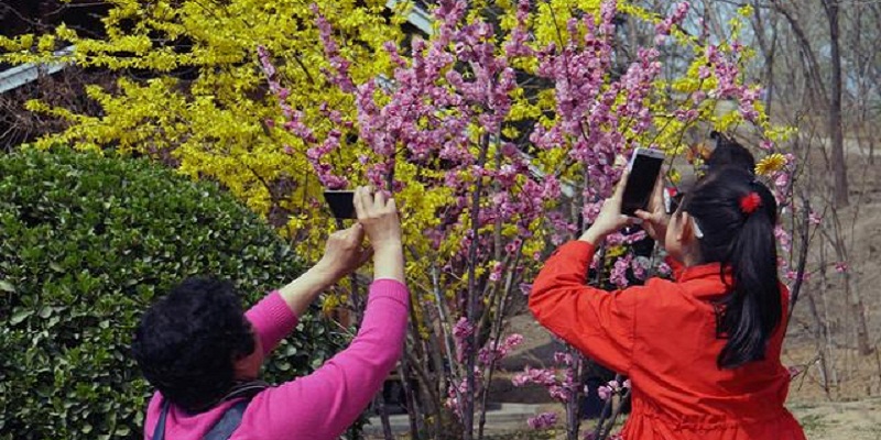 DP Spring’s Blooming: Yuyuantan Park Embraces Cherry Blossom Season, Best Time is This Weekend