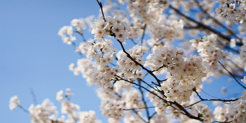 DP Spring’s Blooming: Yuyuantan Park Embraces Cherry Blossom Season, Best Time is This Weekend