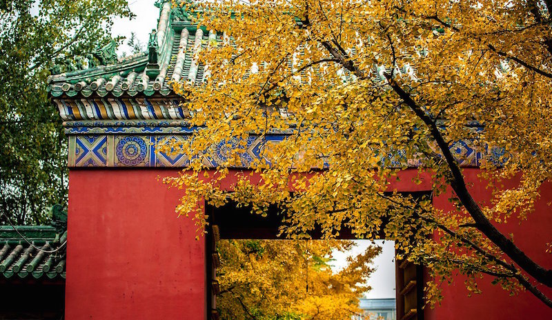Hello Yellow! Beijing&#039;s Ginkgo Season Is Upon Us