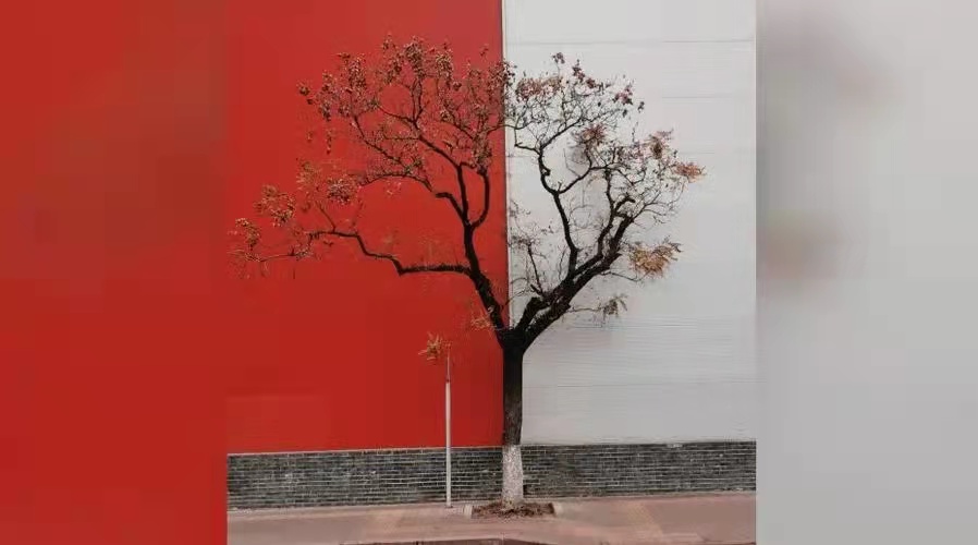 This Tree in Dongzhimen Is on Fire 