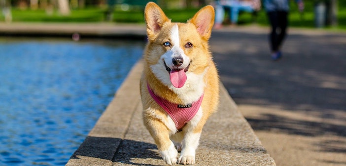 Beijing&#039;s Best Doggy Playgrounds