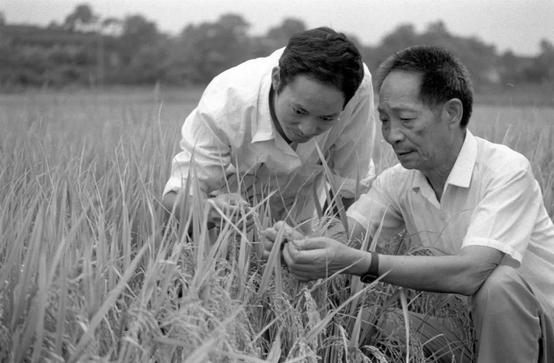 Who is Yuan Longping? The Man Who Fed Millions With Affordable Rice