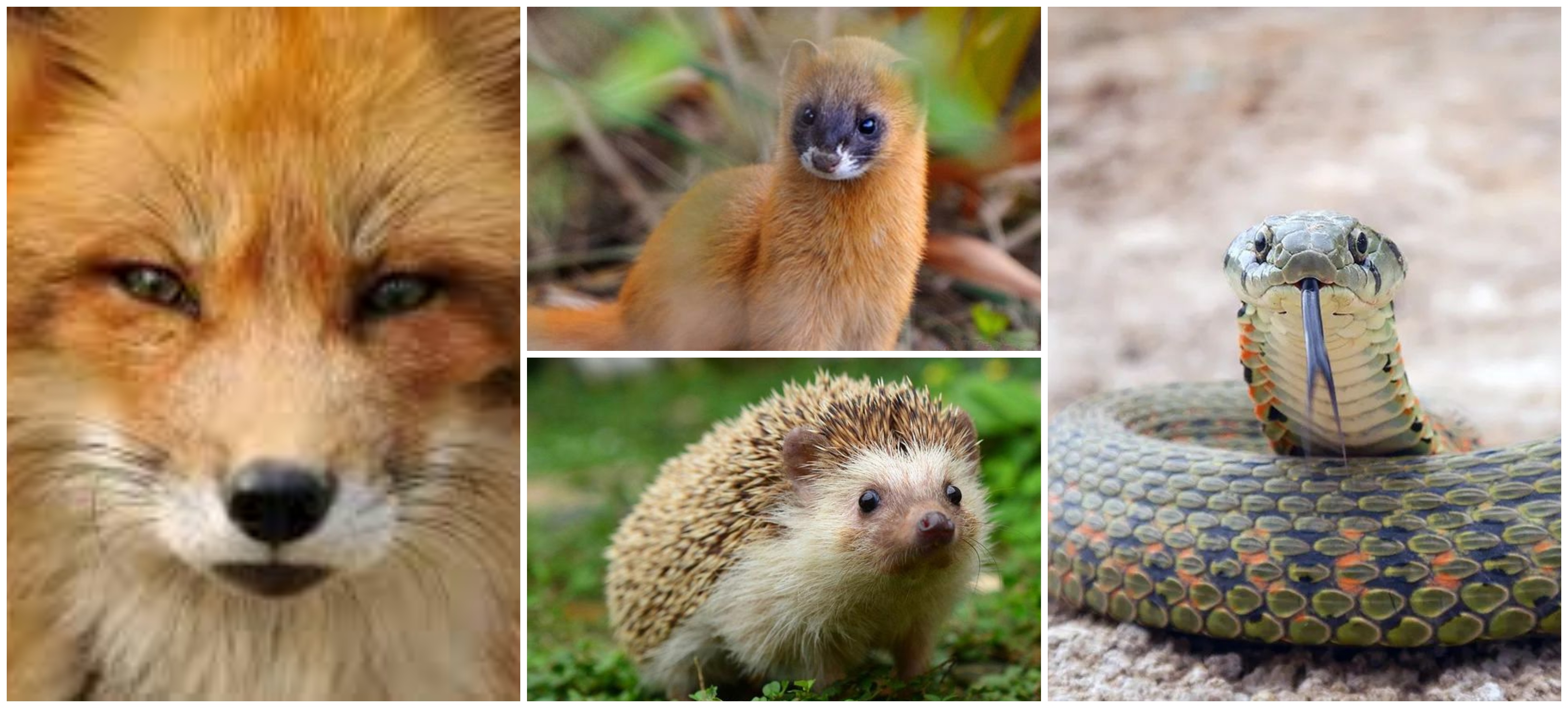 The Red, The Yellow, The White, The Willow, Four Spiritual Animals in Beijing