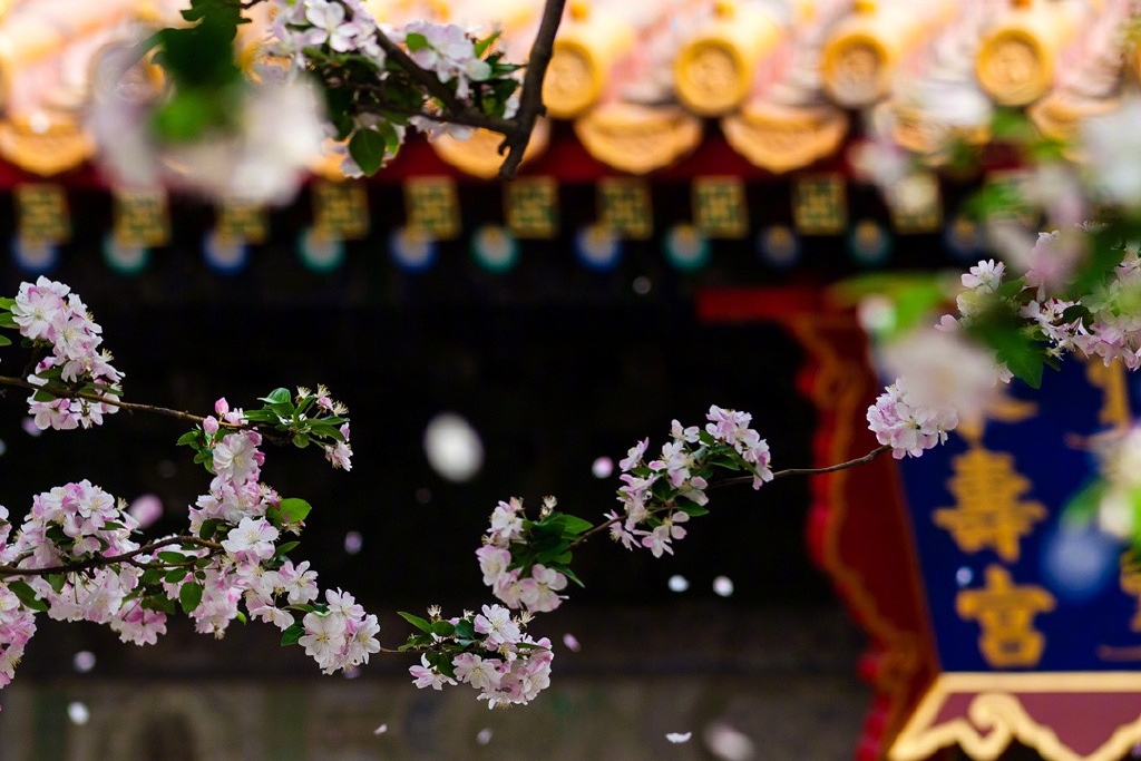 Spring blossoms