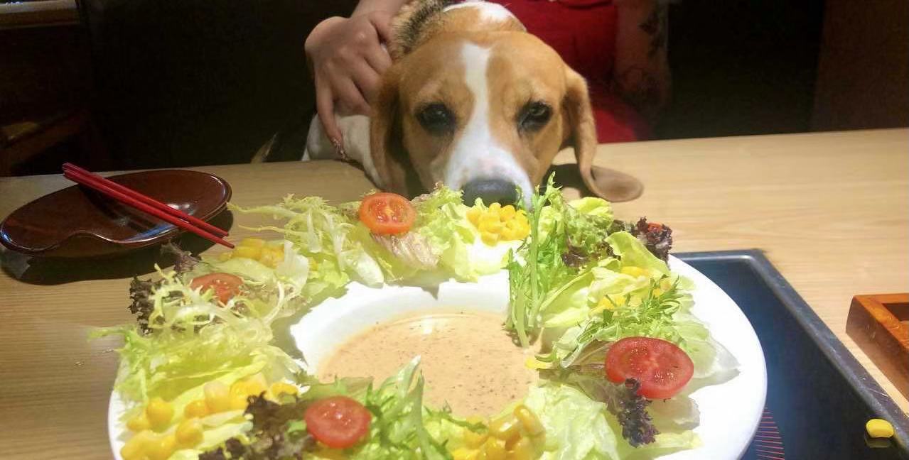 Doggy Dining: Netizens in Uproar Over a Hungry Little Doge