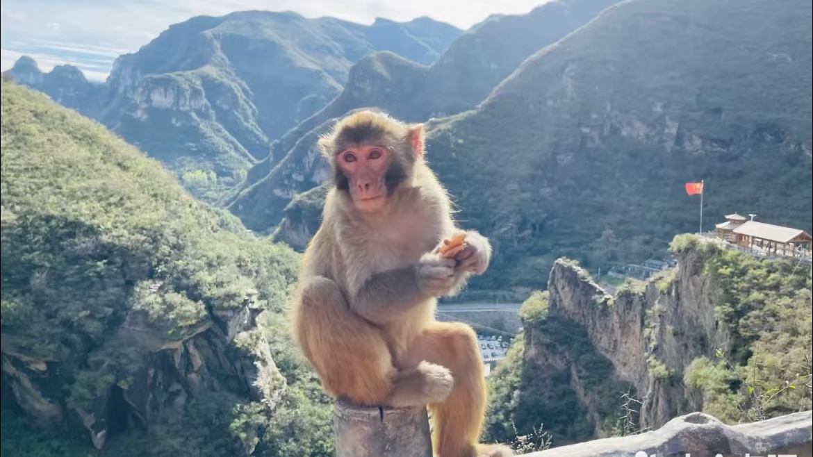Enjoy the Lake, Observe Macaques at Taipingcun in Fangshan