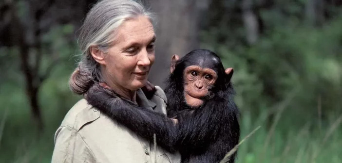 Get Inspired With Jane Goodall Documentary Screening This Friday (Apr 12)