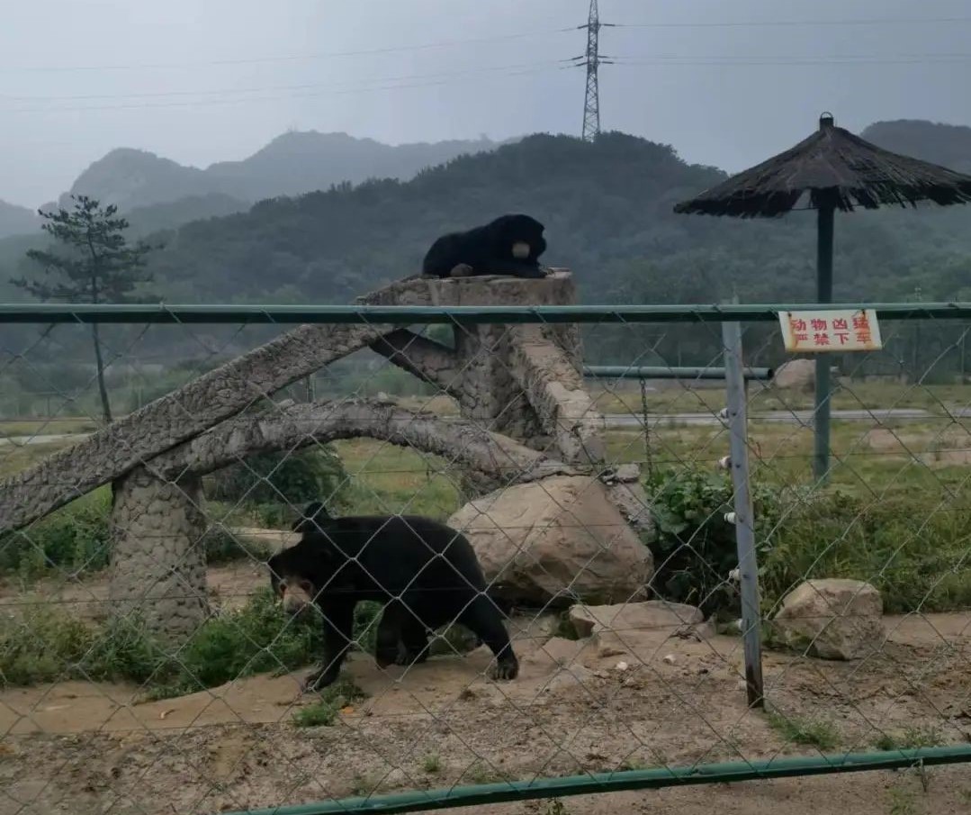 Day Trip to Badaling Wildlife Park: Worth the Drive?
