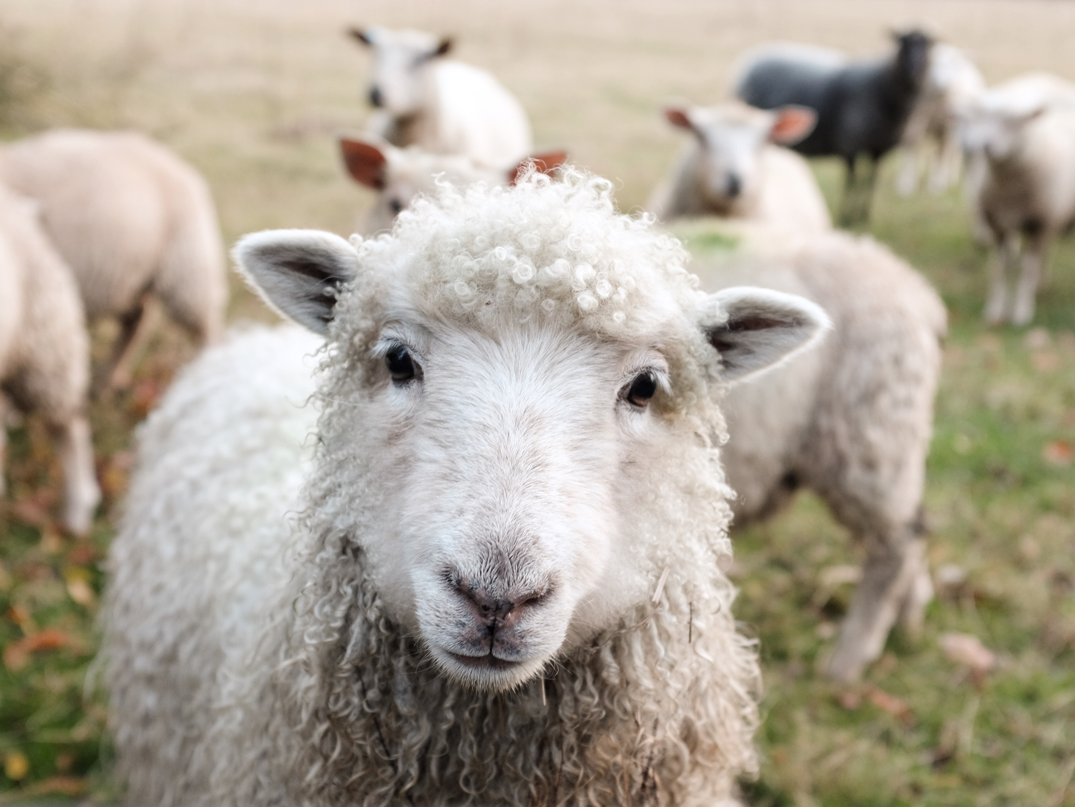 Mandarin Monday: What’s With All the Sheep Memes? A Look at Covid Slang