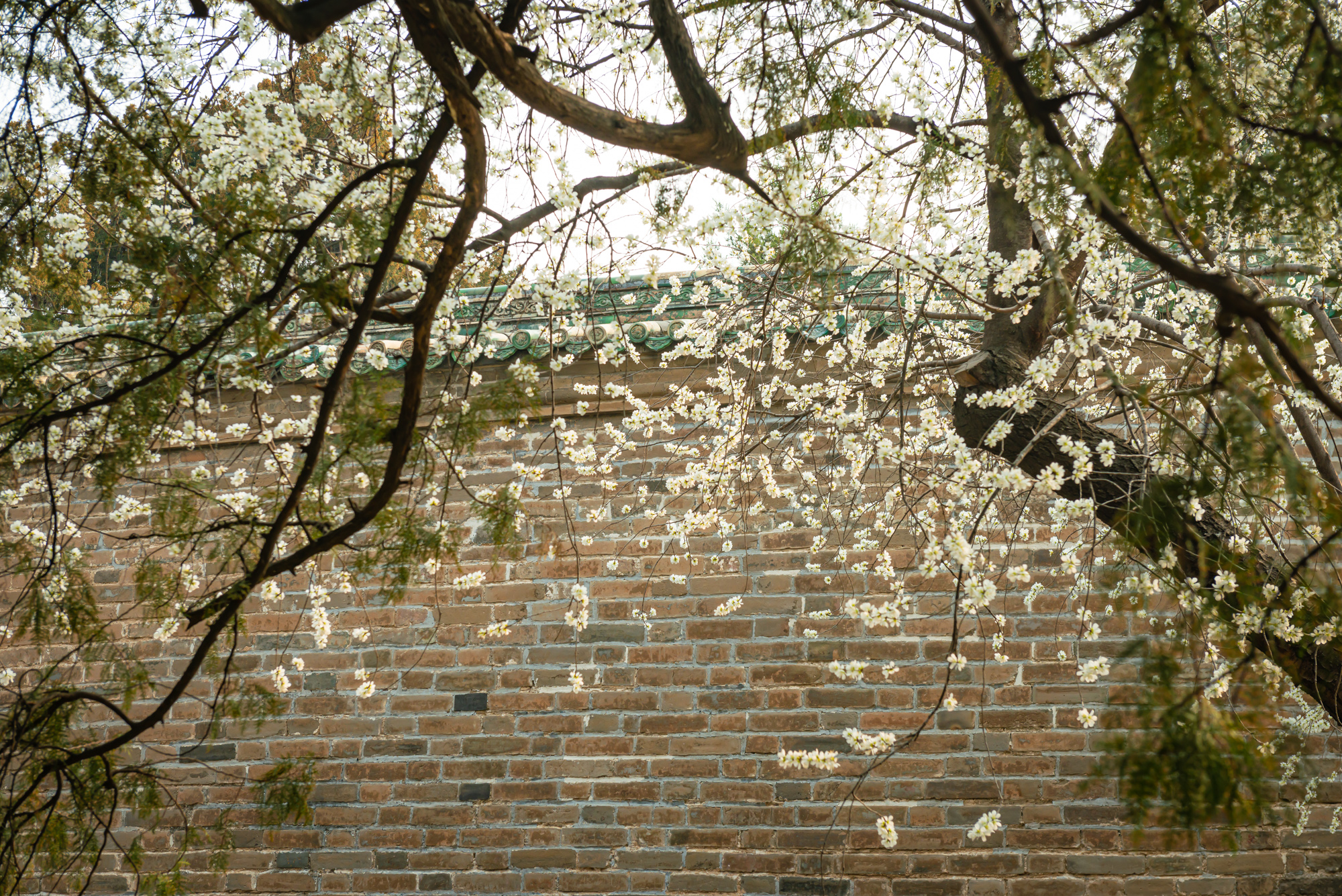 Spring has (Finally) Sprung! Here&#039;s Where to See Blossoms in Beijing